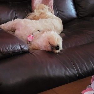 Meet your Posher, Charley